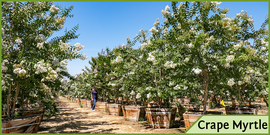 Top Trees For White Flowers In Spring