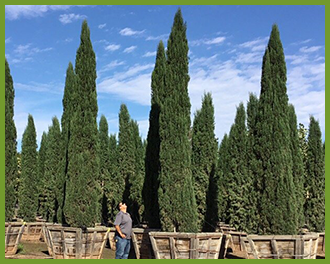 italian cypress