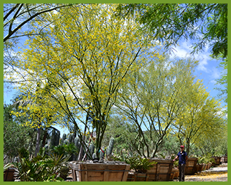 desert museum palo verde