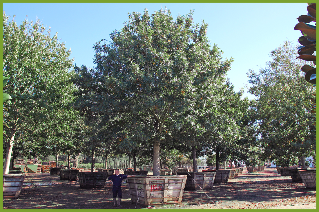 Big Tex Tree Nurseries Acquires Glen Flora Farms