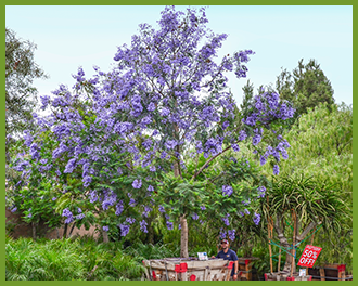 jacaranda