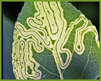 leaf miner leaf miner