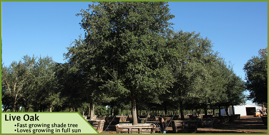 live-oak-tx_orig