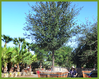 live oak live oak