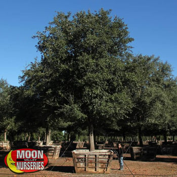 Southern Live Oak Tree