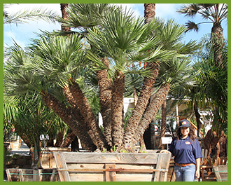 mediterranean fan palm