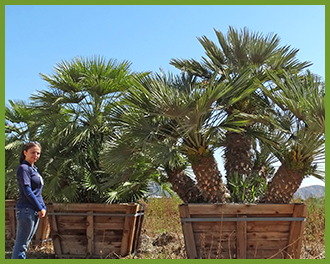 mediterranean fan palm