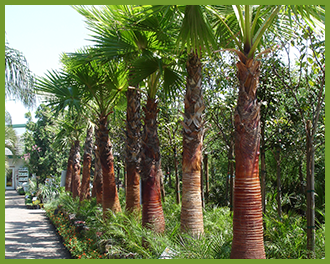 Mexican Fan Palm