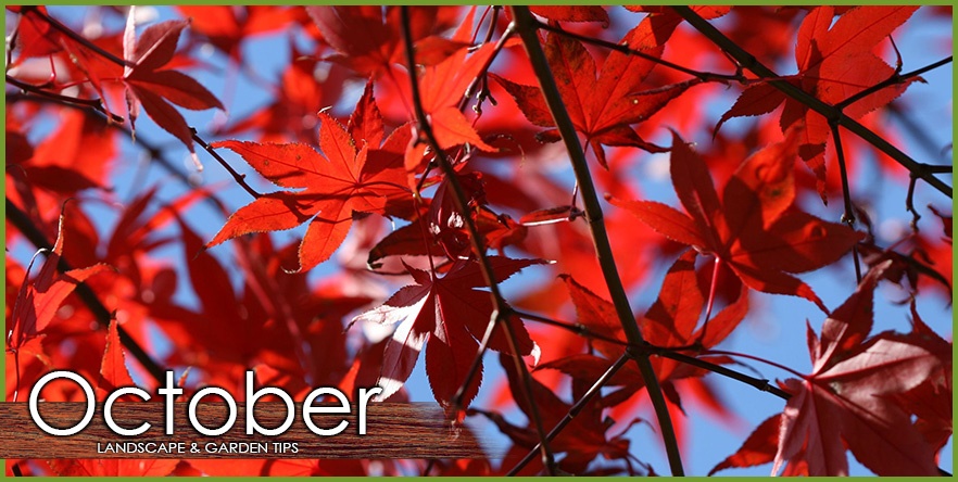 october-landscape-garden-tip-1_orig