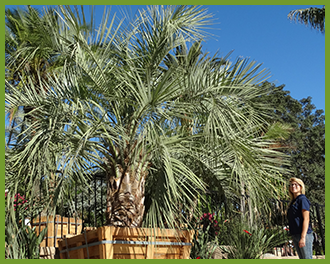 pindo palm pindo palm