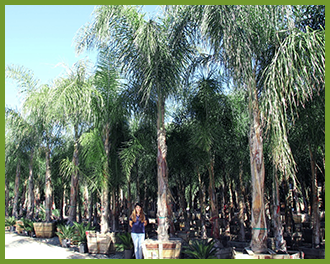 piru queen palm piru queen palm