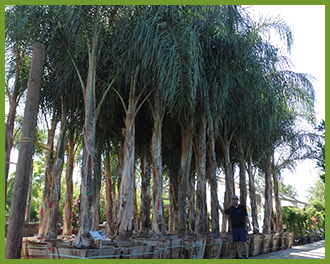 queen palms queen palms
