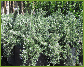 rosemary rosemary
