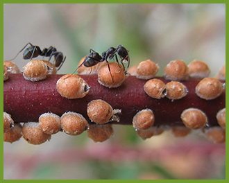 scale insects