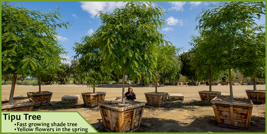 The World Famous Tipu Tree