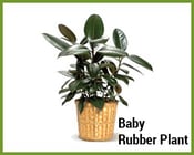 Baby-Rubber-Plant.png