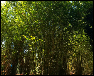 Timber Bamboo