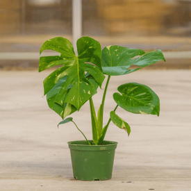 Monstera Plant