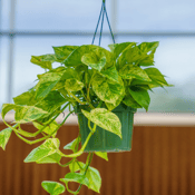 Golden Pothos