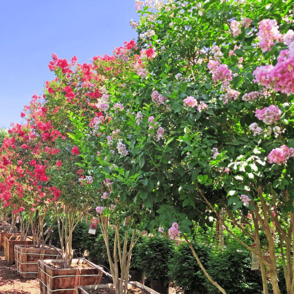 July Landscape & Garden Tips 2026