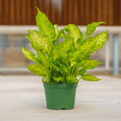 Dieffenbachia