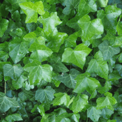 Ivy (hedera)