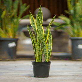 Snake Plant