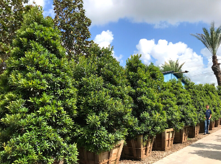 Japanese Green Emerald Blueberry trees for Privacy Hedges