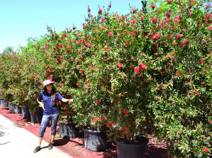 Lemon Bottlebrush for flowering privacy hedges