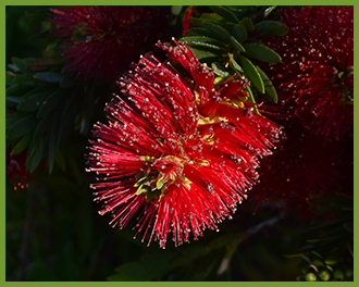 Bottlebrush-2.png