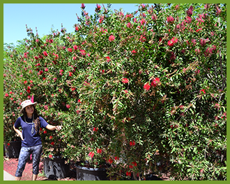 Bottlebrush-5.png