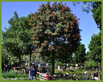 BRAZILIAN_PEPPER_TREE