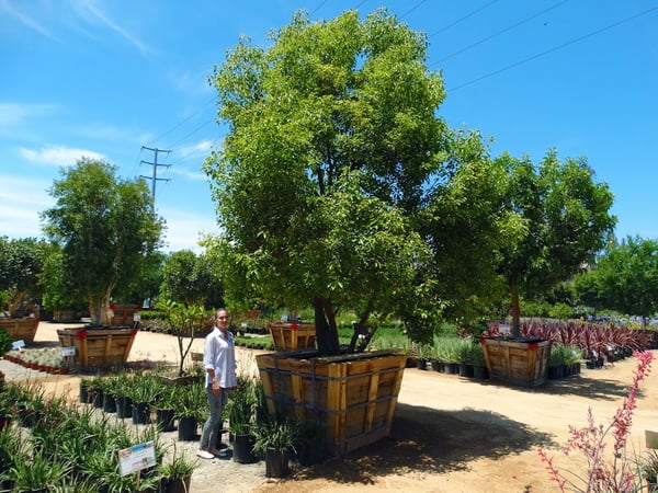 Camphor tree at Moon Valley Nurseries