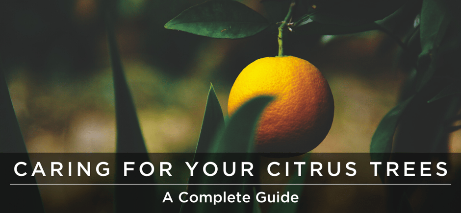 CARING FOR YOUR CITRUS TREES