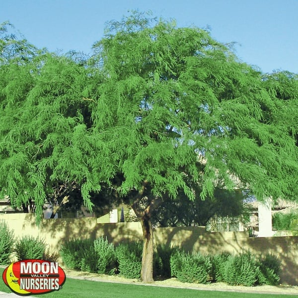 CHILEAN_MESQUITE_NURSERY_