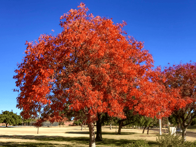 Chinese pistache fall color 