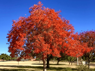 7 Best Fast-Growing Trees for Vibrant Fall Color in Arizona