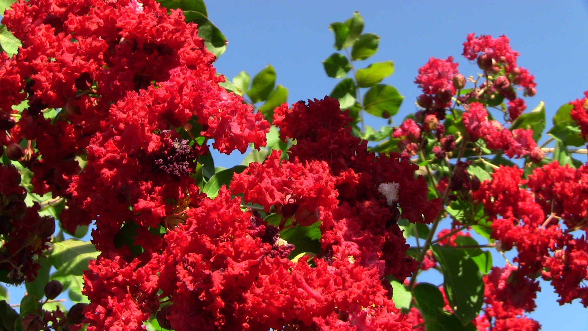 CRAPE MYRTLE BLOOM CLOSE UP