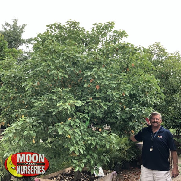 Camphor tree and sales rep