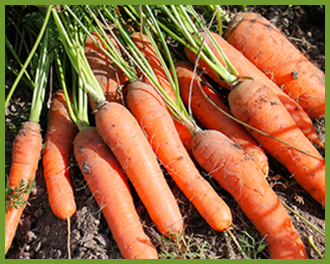 Carrots.png