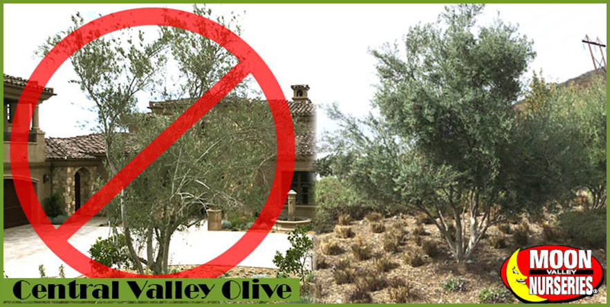 Don T Plant Central Valley Olive Trees