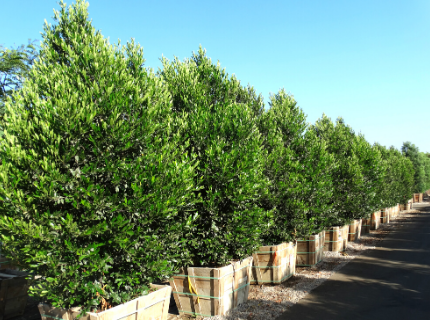 Carolina Cherry Trees for Privacy Hedges