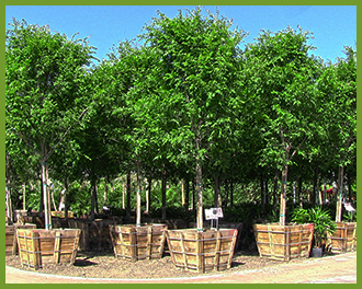 Chinese-Elm-2.png