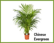 Chinese-Evergreen.png