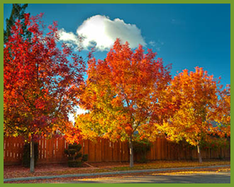 Top 5 Trees That Add Instant Fall Color Of Red, Gold, Yellow, and Burgundy