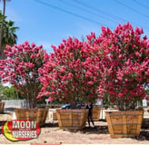 Colorful Crape Myrtle Trees at Moon Valley Nurseries