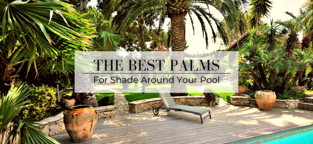 The Best Palms for poolside shade