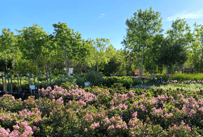 Trees and flowering plants at nursery