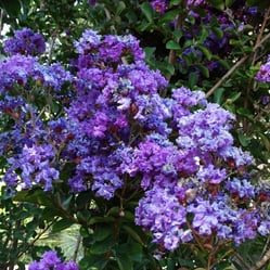 Crape Myrtle-3