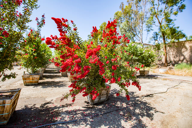 Crape_myrtle_tree_red.jpg